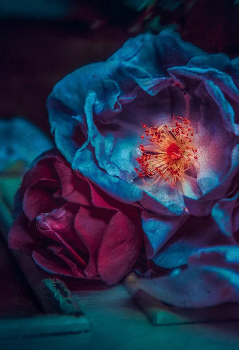 Blue Rose II — Leigh Picture Framers & Calico Bird